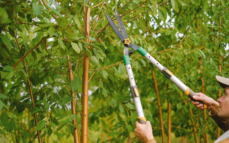 Tree trimming in Crumrod, AR