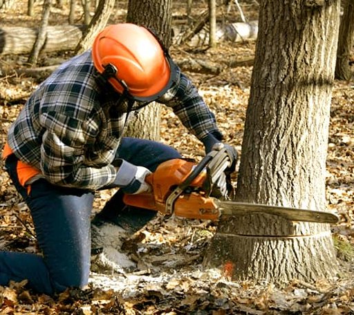 Tree Removal in Crumrod, AR